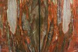 Tall, Vibrant Petrified Wood Bookends - Madagascar #158915-2